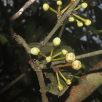 Garcinia xanthochymus Hook.f. ex T.Anderson